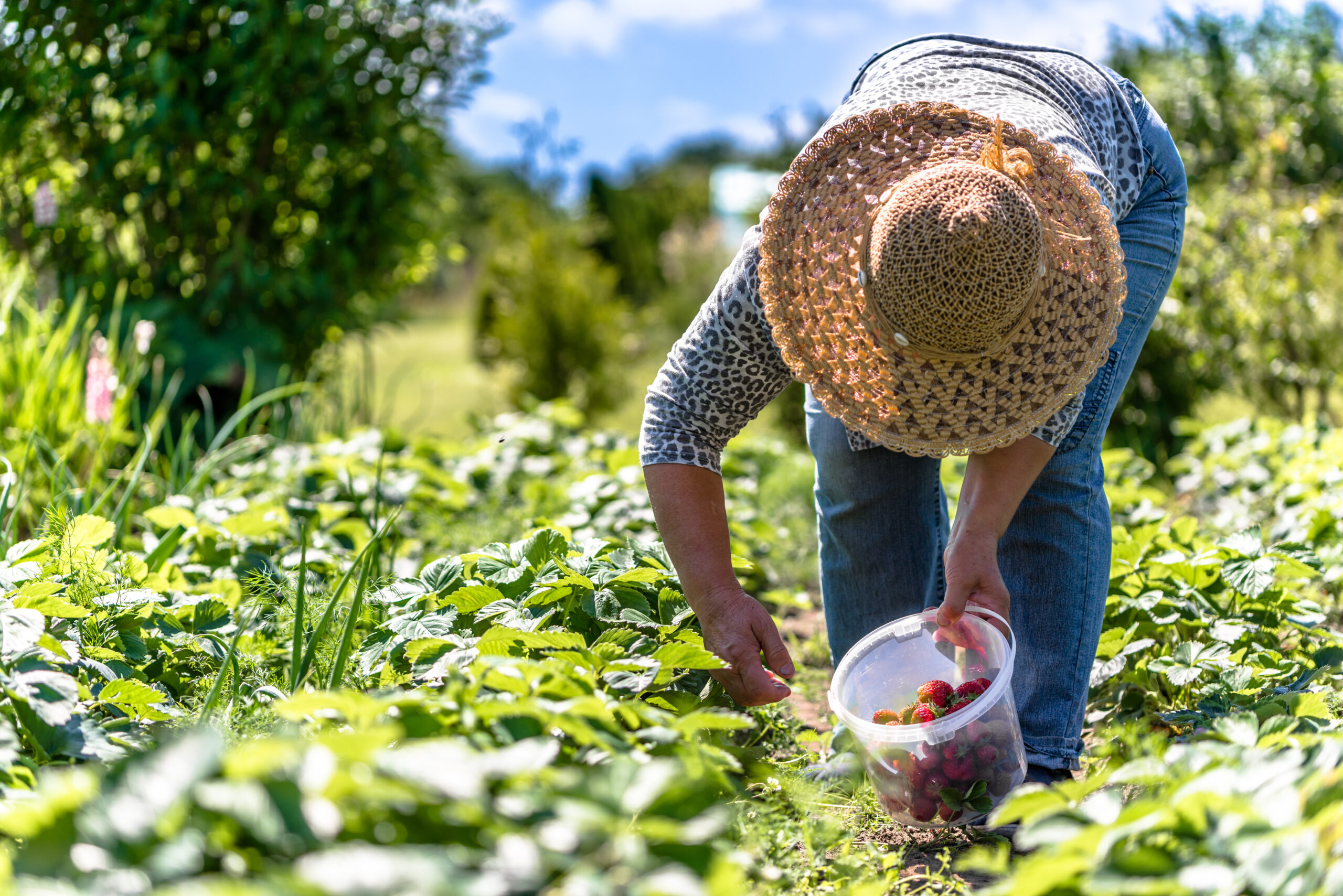 Field with strawberry harvest, farmer picking strawberries, organic farming concept