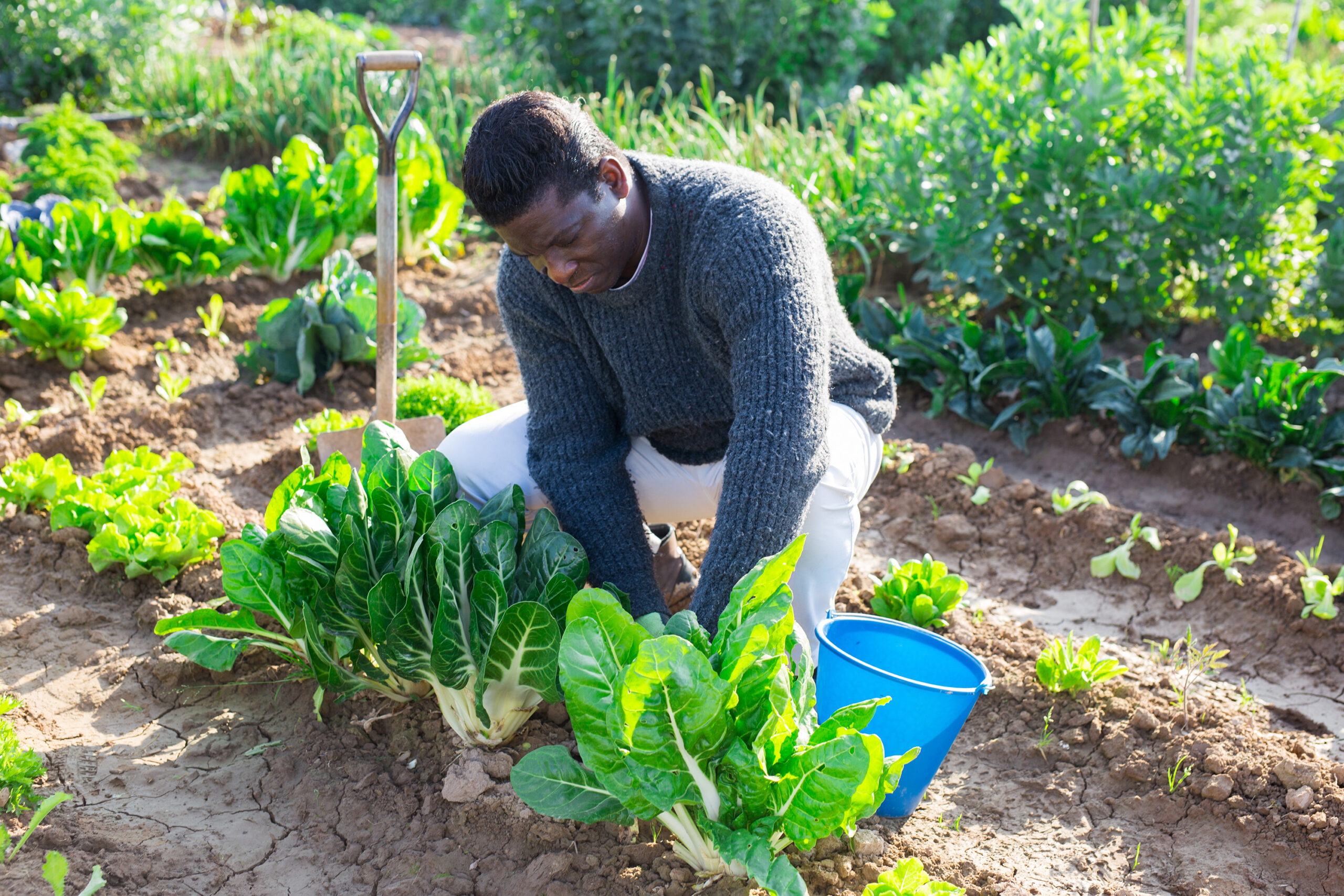 Afro american farmer man harvesting fresh green lettuce on a farm field on a sunny day